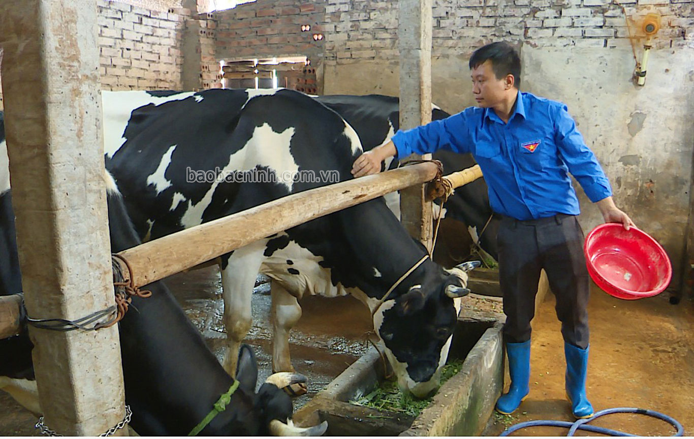 Khởi nghiệp hiệu quả từ mô hình nuôi bò sữa